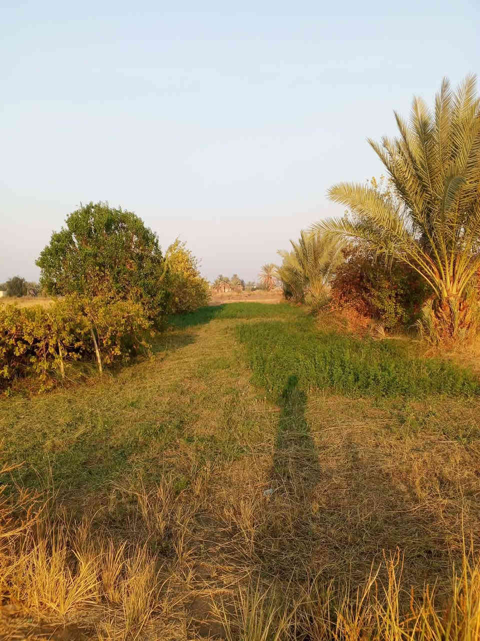 ﷽ 
ارض ودار  للبيع 3 دونم اوربع  مع بيت متكامل جنس الارض  عقد 117 زراعي بيه نخيل اوبيت  بابل طريق بكر ابن علي عليه السلام  خلف المزار 3 كيلو من مزار الامام بكر عبر الاروائي تبعد عن التبليط 100 متر  تصلح استثمار اومزرعه خدمات  كامل متوفره كل ماتحتاجه للسكن 
للأستفسار والسعر اوباقي التفاصيل على الخاص  اوالاتصال 
  ***********  اتصال 
***********  واتساب
#الجميع_عام_ارض_زراعي_للبيع
#الجميع_عام_اراضي_زراعي_للبيع_حله_بابل_دوانم_للبيع_الج
