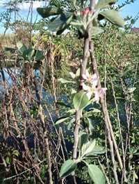 أشجار تفاح • أحمر • للأسطح