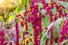 السلام عليكم 
ذيل القط 
نبات حولي صيفي
يصل ارتفاعه الى (120) سم .

وينتج ازهار جميلة جدا وجذابة تتجمع مع بعضها البعض في نورة زهرية سنبلية طويلة يصل طولها 60 سم تقريبا والتي تكون ذات لون احمر ارجواني مما يعطي للنبات الشكل المميز والجذاب .

موعد الزراعة :- تزرع البذور في الربيع ومنتصف الصيف عندما تكون درجة الحرارة (20م- 35م) وتنبت في ظرف (7-14) يوم . 
🌹🌹🌹🌹🌹🌹🌹🌹🌹

المغلف ب ألفين دينار 

بابل إسكندرية يتوفر توصيل لكل المحافظات ان شاء الله


**إذا كنت صاحب هذا الإعلان وتريد حذفه لأي سبب، رجاءا أرسل رسالة إلى الدعم الفني**