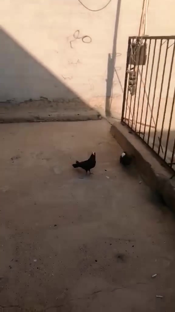 متاح للبيع
سعره ٥٠ الف
اي استفسار الاتصال عل رقم ***********
