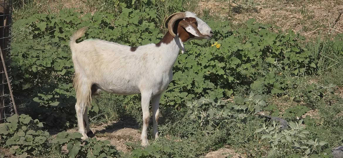 عنز حلو وخشنه  وسمينه وراعيه يقول حانيه صار شهر وسنها موضح بالصورة السعر ٢٠٠ الف المكان تكريت قريب ع الجسر للاتصال ***********
