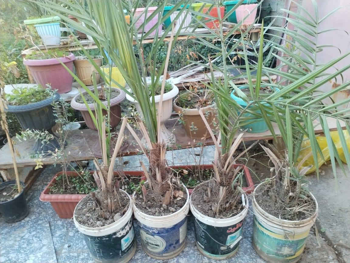 بسم الله الرحمن الرحيم 
تخيضات تخفيضات  تخفيضات 
مع وصل ضمان اتعهد بلصنف والنوعيه حتى الاثمار 
بغضن بيكم اهل الجشع والتريدون تكطعون برزقي.
اليوم جوه السوك مع الضمان 
برحي حر مجذر شهرين ونص يجهز على السادس 100 الف فقط 
مجهول مجذر صارله شهرين ونص يجهز على السادس 100الف فقط 
بريم مجذر صارله شهرين ونص يجهز على السادس 36الف فقط 
بريم قلع 32الف فقط ماكو وحدة من 10فسائل 
شويثي احمر مجذر صارله شهرين ونص يجهز على السادس 36الف فقط 
مكتوم مجذر صارله شهرين ونص يجهز على السادس 40الف فقط 
جبجاب كربلاء مجذر صارله شهرين ونص يجهز على السادس 75الف فقط 
صكعي مجذر وجاهز 80الف فقط 
خلاص مجذر وجاهز 80الف فقط 
للحجز مشتل الزهراء في ميسان العماره بستان دور النفط شارع مقبره الصابئه قرب جملونات بيت العنتاكي للدواشك والحصران داخل الفرع 
***********
***********
ملاحظه تحجز ترسل المبلغ تجيك رسله بلمبايل بلمبلغ مع العدد والصنف والمبلغ المدفوع مع وصل ضمان اتعهد بلصنف والنوعيه ومبلغ المال الواصل
