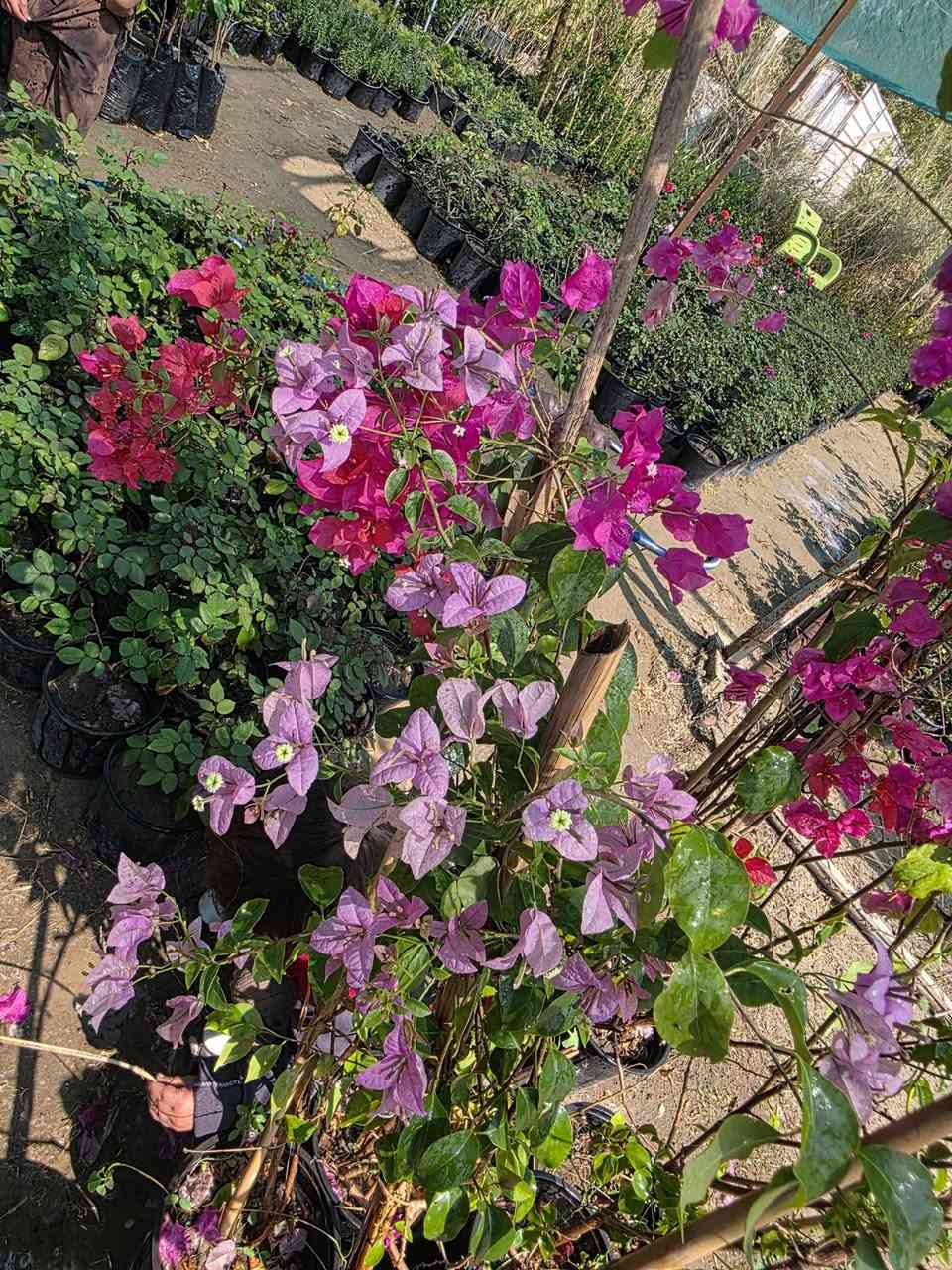 اللهم صل على محمد وال محمد 
🌸 الألوان المميزة والغريبة… يمنا!
إذا تحب التميز بحديقتك ، وفرنا لكم شتلات بألوان نادرة وجذابة تضيف لمسة جمال مختلفة.
نباتات مختارة بعناية، وألوان ما تشوفها بكل مكان.
🌿 تعال واختار الشتلة اللي تعجبك
لأن الجمال الحقيقي يبدأ من مشتلنا 
العنوان السدة حي البكر شارع دبي مقابل الكوريش 
للاتصال ***********_***********
