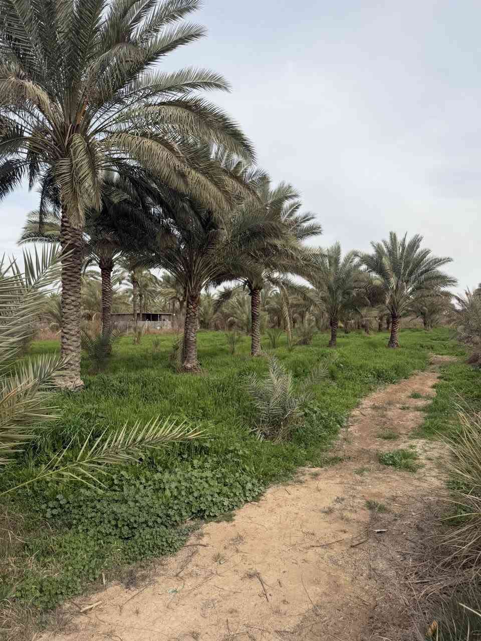 السلام عليكم4دونم مزرعة  البيع في بغداد الراشدية تبعد عن شارع عام كيلو سندد 25 (ماي سكي ماي ساله تبليط المعرفه تفاصيل كاملة تصال ع الرقم ***********
