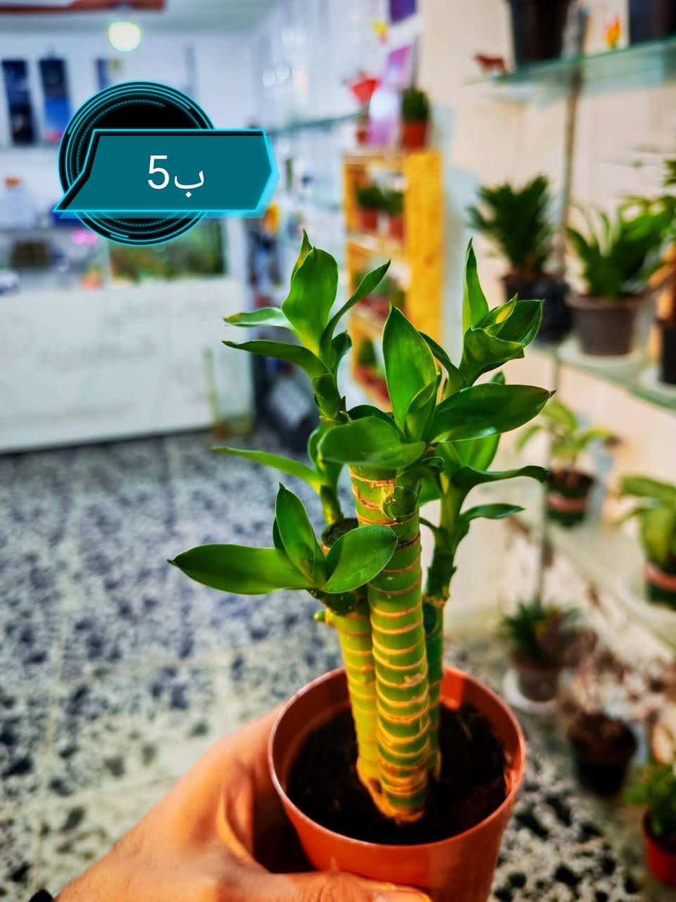 النباتات المتوفره حاليا فقط ❤
العنوان هيت حي الجمعية شارع حامي حميد


**إذا كنت صاحب هذا الإعلان وتريد حذفه لأي سبب، رجاءا أرسل رسالة إلى الدعم الفني**