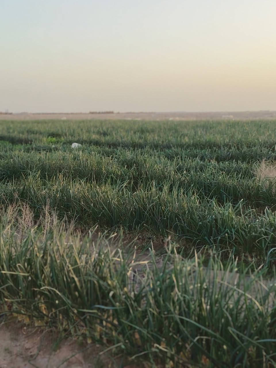 سلام عليكم 
مزرعه للبيع تتكون من 
بيوت عدد 2
ابار عدد 2
بيه محرك +كهرباء وطني 
جهاز كامل 
مكاني عمود 940
تبعد عن الشارع العام نجف كربلاء 10km
السعر 👇👇👇
.
.
.
.
.
.
.
.
.
.
.
.
.
 
 ***********

37مليون 
.
.
.
.
