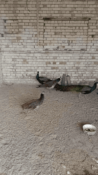 طاوس عدد 4 ثنان ذكور واثنان ايناث سعر الذكر الواحد 350 وسعر الانثا الو...