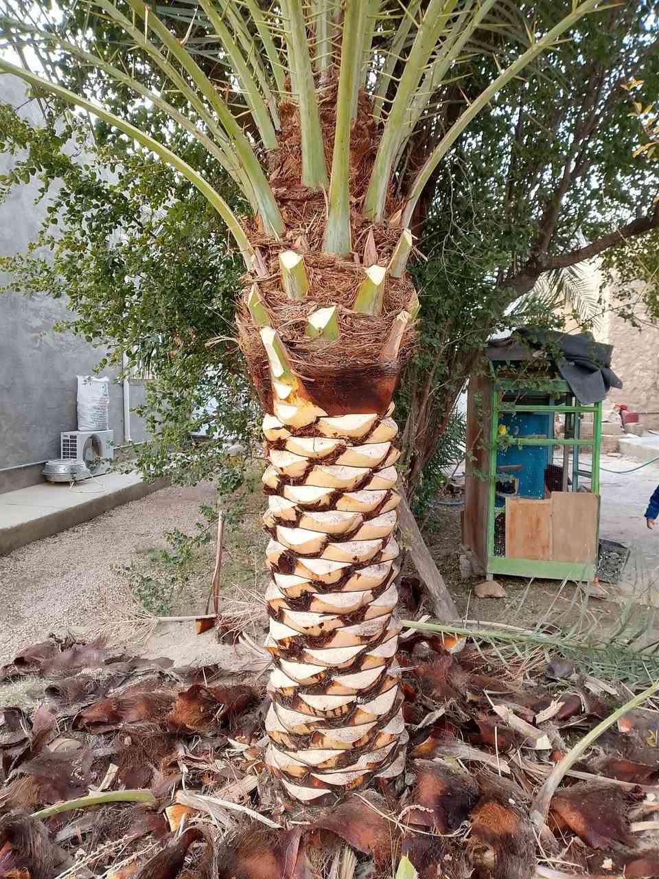 من رخصه الدمن يوجد. كادر تكريب نخيل نقل فسايل تكريب تنضيف علاج ها ***********
