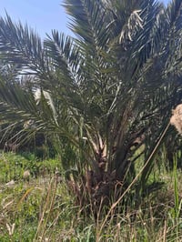 نخل برحي • للبيع • وحدة