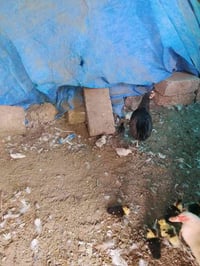 دجاج • صوص • دجاج للبيع • صوص للبيع • حيوانات • طيور • بيع دجاج • بيع ...