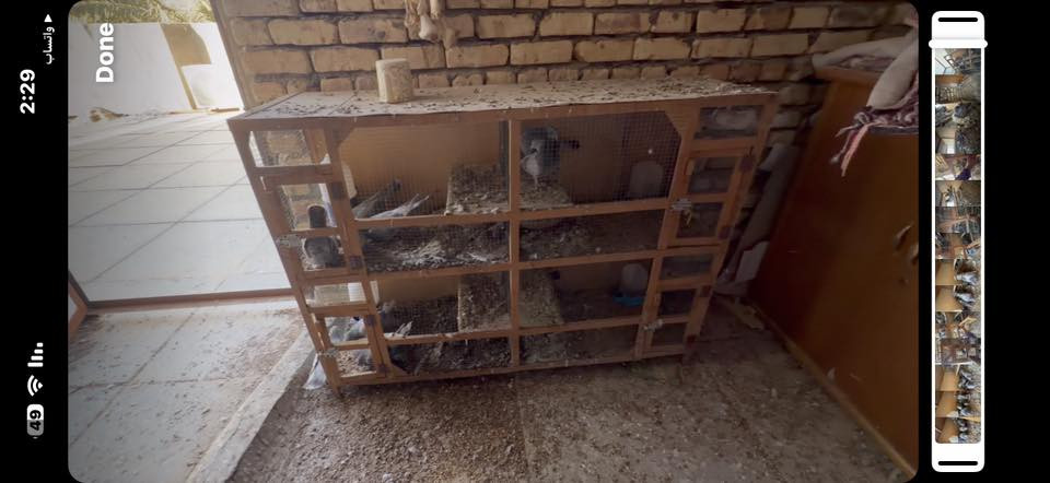 البيع مكان السماوه طريق شنان الربط ***********
