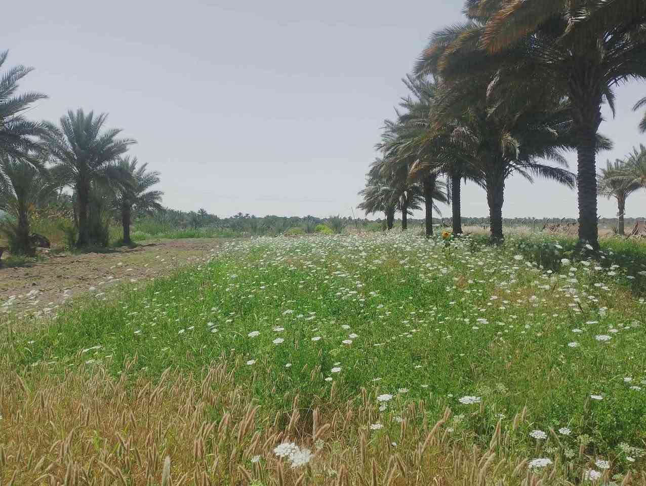 🔔 للبيع | عقار – أرض زراعية مع بيوت سكنية
📍 الموقع: حلة – مجرية، قريب جدًا من مدرسة جماهير
🟢 تفاصيل العقار:
أرض زراعية مساحتها 2 دونم
بيتين سكنيين (بيت ثاني بناء جديد)
كل بيت يحتوي على:
غرفتين 🛏
مطبخ 🍽
صاله
مجمع صحيات مستقل 🚿
🟢 توزيع المساحة:
مقابل البيت: نصف دونم
خلف البيوت: 1.5 دونم
مضيف خارجي بطول 12 متر
🌴 مميزات إضافية:
بير ماء 2
حديقه داخليه 
أكثر من 20 نخلة حمالة
خدمات كاملة: ماء وكهرباء ⚡💧
التبليط قيد العمل وقريب الإنجاز
مجاور نهر حمزاويه 
موقع هادئ ومناسب للسكن 
قريب من الخدمات والمدارس
ارض طابو زراعي سند 25
سعر 130 وبيه مجال 
📞 للاستفسار والمعاينة التواصل _ ‏‪***********‬‏ حلة, بابل
