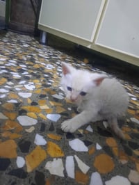 بزونه منو يريدها يجي خاص بس شرط يعتني بيها ويداريها ويصورها الي ب بيت ...