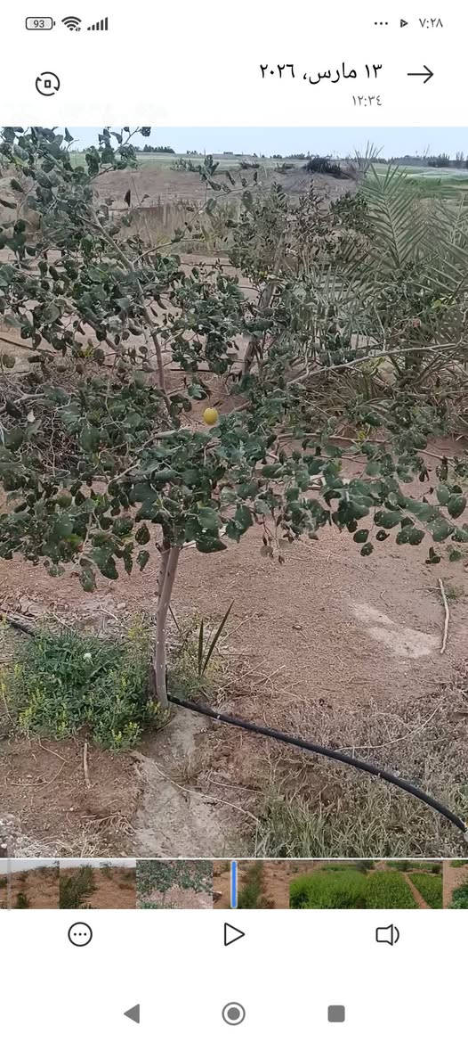 3دوانم مكان الزبير منطقة الدواجن السعر 45 وبيهن مجال تحتوي على ماء ارتواز كهرباء تبعد عن الشارع التبليط 30 متر 
مبروعه فسائل نخل متنوع وبيهن تقريب 7 برحيات قسم منهم محمل وباقي النخل منوع سدر مركب ***********
