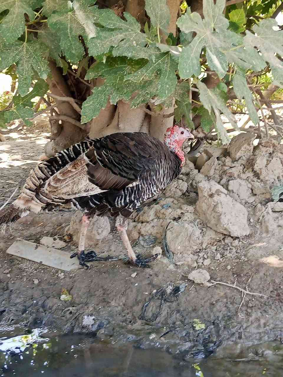 سلام عليكم افسيفسات للبيع السعر خاص***********واتساب
