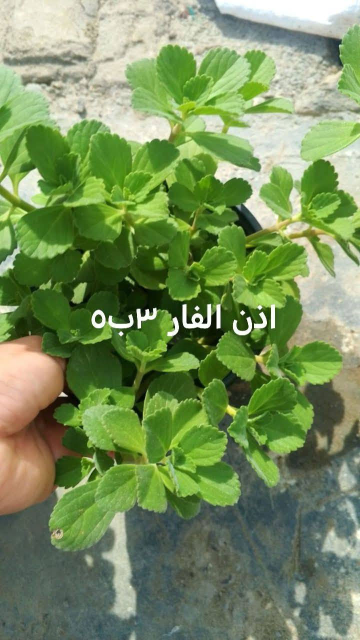 نباتات خارجيه للبيع يوجد توصيل داخل بغداد بعض المناطق توصيل 5 ♥️🌿🚘🚘🚘🌿🚘🌿🌿🌿🌿🌿🌿🌿🚘🚘🚘🚘🚘🚘


**إذا كنت صاحب هذا الإعلان وتريد حذفه لأي سبب، رجاءا أرسل رسالة إلى الدعم الفني**