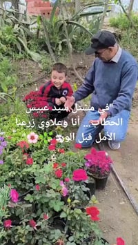 مشتل سيد عبيس • نباتات • ورود