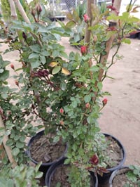 نسرين متسلق • وردي أبيض أحمر • توصيل محلي