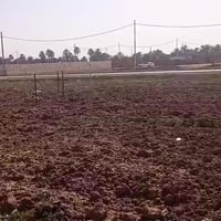 يم العلوية شريفه • طابو زراعي • ٢٥٠/٥٠٠/١٠٠٠م