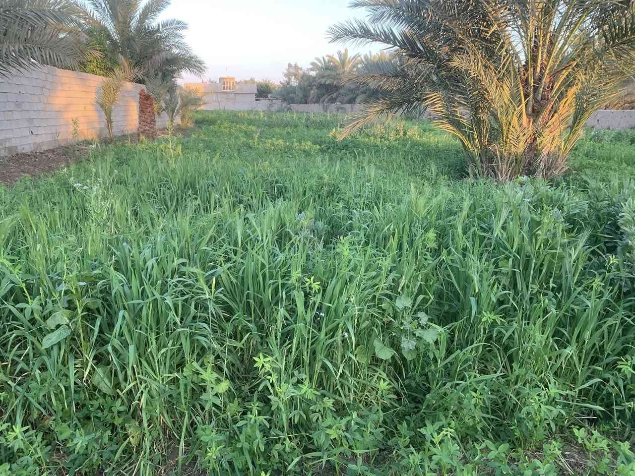 بلروز يمام عسكر 200سعر***********
