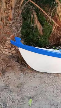 جينكوه • ١٣ذراع • الهارثة الكرمة