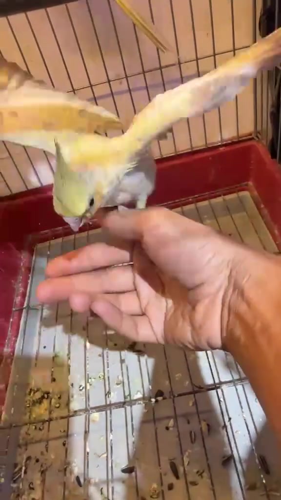سلام عليكم كوكتيل بعده زغير اليف فول فحل مراوس زوج بلابل كبار أو بيع 50الف ***********
