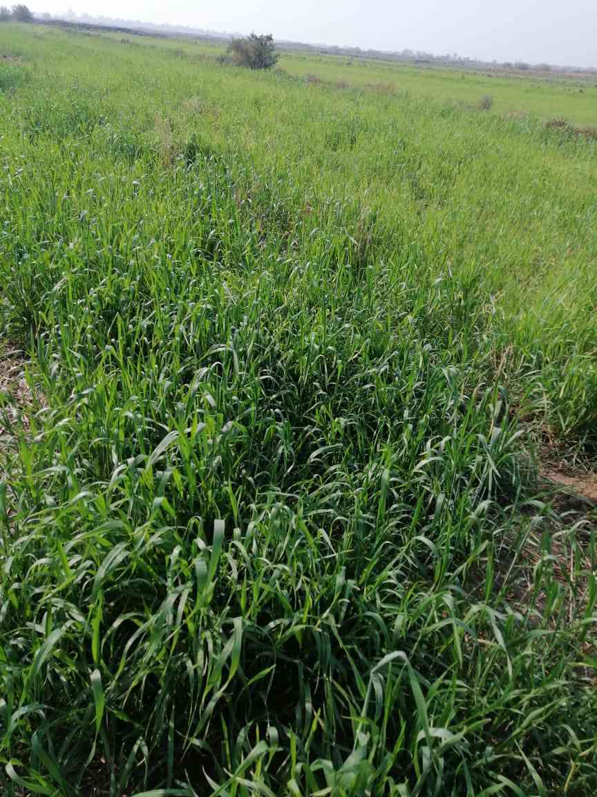 أرض زراعيه للبيع 270دونم بالقرب  من نهر الفرات المكان سوق شيوخ العكيكه ناظم كرمة حسن منطقه ال دخيل السعر  على الخاص ***********
***********
