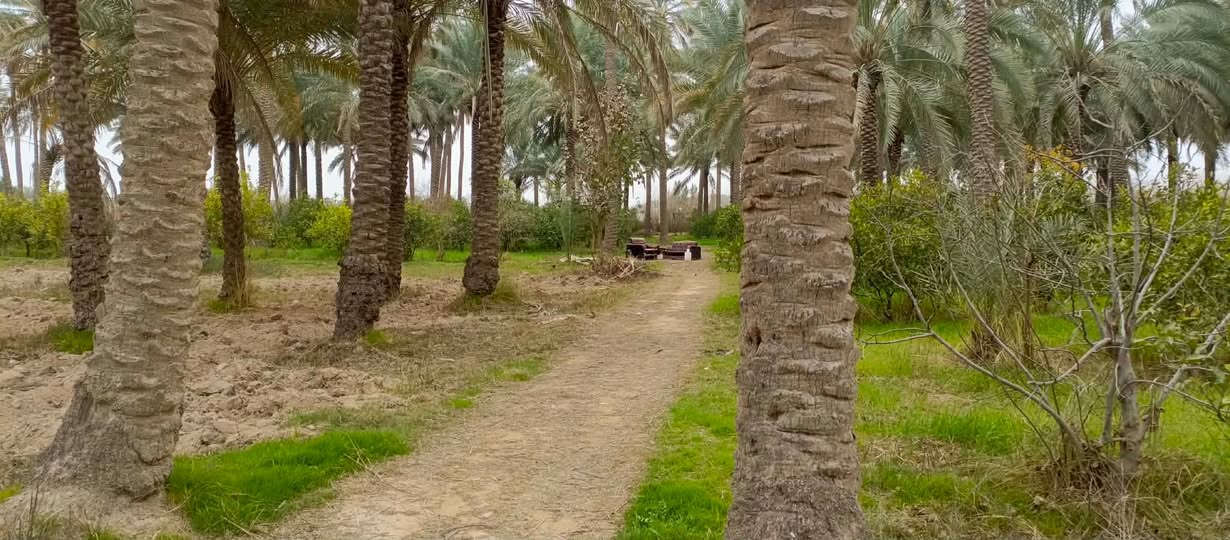 بستان للبيع طابو زراعي 10دوانم يحتوي على 270نخلة وحمضيات بأنواعها الموقع ديالى ارگبة


**إذا كنت صاحب هذا الإعلان وتريد حذفه لأي سبب، رجاءا أرسل رسالة إلى الدعم الفني**