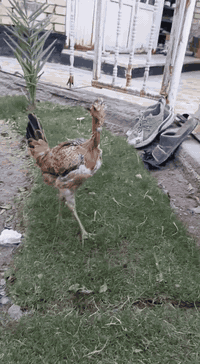 دندراويه • جاهزه للبياض • حي الحسين الجديد