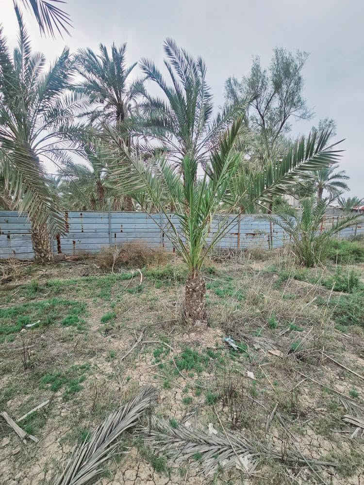 🏡 دونمين للبيع – فرصة مميزة للاستثمار والسكن
📍 الموقع: البصرة / أبي الخصيب – طريق الصحراء
قريب على الشارع العام (السايدين)
📐 المساحة: دونمين كاملين
📜 النوع: طابو ملك صرف – تحويل مباشر باسم المشتري
🏠 تفاصيل العقار:
• يحتوي على دار بمساحة 300 متر
• بناء طابوك 
• الأرض مخدومة بالكامل
🌊 مميزات إضافية:
• محاطة بنهر من جميع الجهات (موقع مميز وهادئ)
• مناسبة للسكن أو مشروع استثماري (شاليه / استراحة  للاستفسار الاتصال على الرقم 
*********** البصرة, العراق
