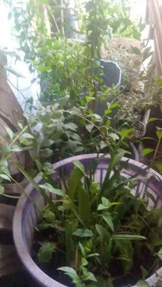 الي عنده حديقه يحتاج حرثه او تفصال او زرع اوقلع او يحتاج سماد او عندك بستان يحتاج تنظيف وحراثه وتفصال وكري الأنهار يدوي او عندك حراسه او تحتاج فلاح اشتغل حسب الطلب باليوميه او مقطوعه او شهريه حسب الطلب مكاني قضاء ابوالخصيب عندي وسيلة نقل الأشجار او سماد *********** بيه واتساب
