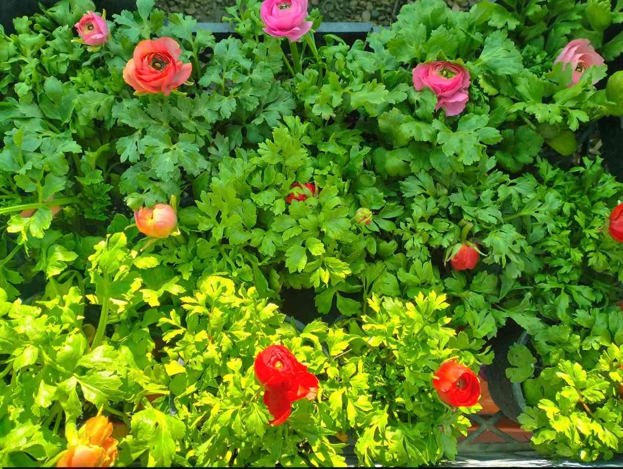 وجبه جديده وصلت من النباتات الخارجيه الجميله 
لطلب والاستفسار مراسلة الصفحه يوجود خدمة توصيل خانقين جلولاء سعديه


**إذا كنت صاحب هذا الإعلان وتريد حذفه لأي سبب، رجاءا أرسل رسالة إلى الدعم الفني**