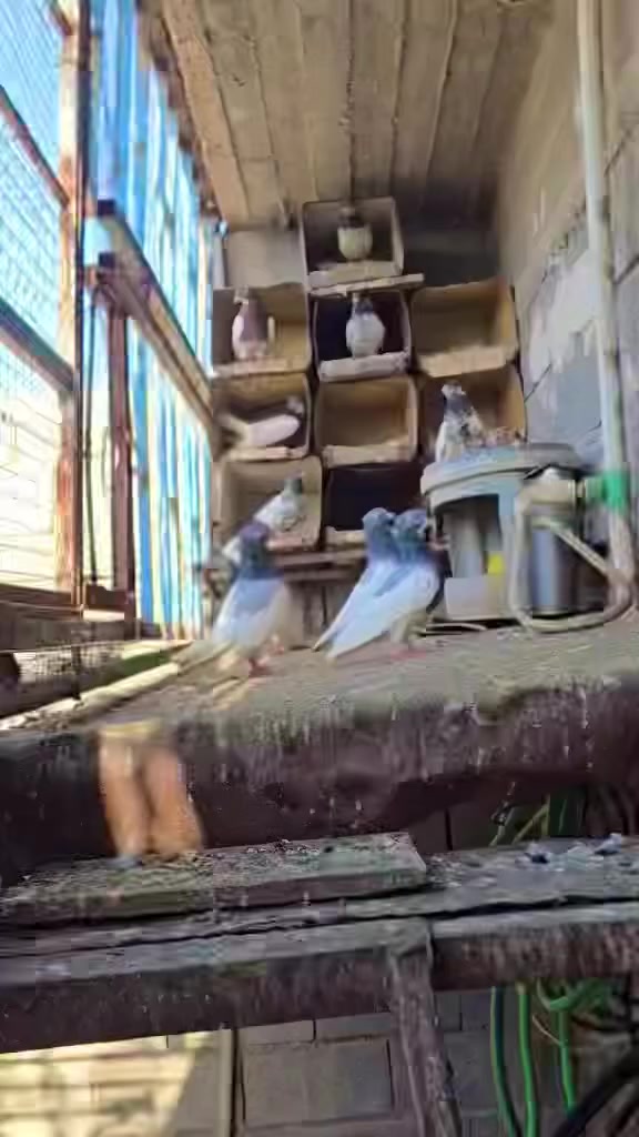 10کۆتری جوان بۆ فرۆشتن


**إذا كنت صاحب هذا الإعلان وتريد حذفه لأي سبب، رجاءا أرسل رسالة إلى الدعم الفني**