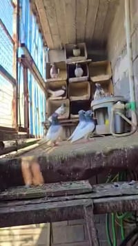 ١٠ • حيوانات • للبيع