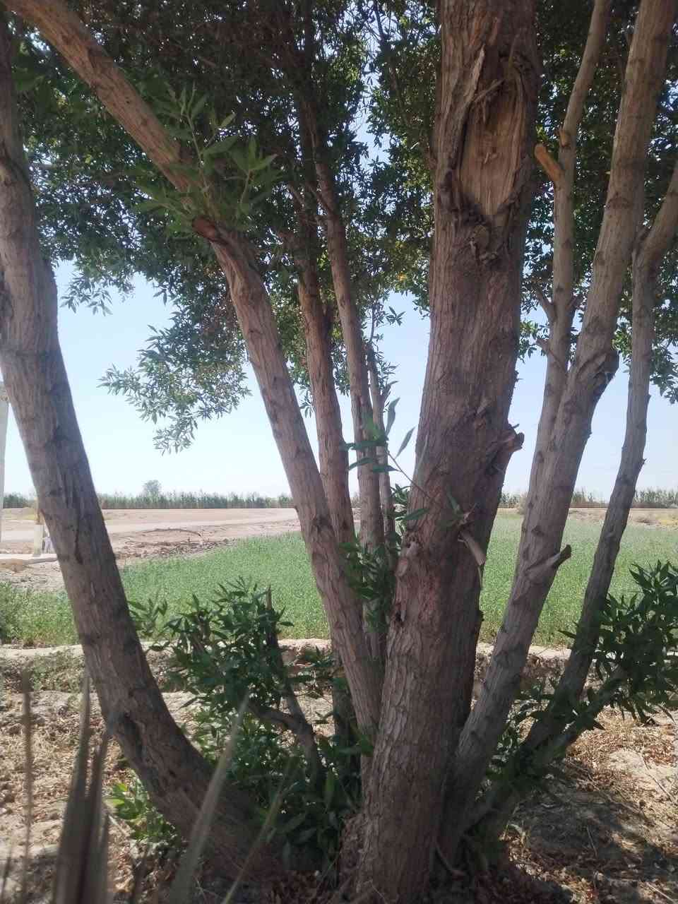 كاربس عدد 2
أثل عدد 6
للبيع مكاني سماوه الدراجي.. للعلم مو مكصوص
سبب البيع سباحهن وصل لفراشي 😄


**إذا كنت صاحب هذا الإعلان وتريد حذفه لأي سبب، رجاءا أرسل رسالة إلى الدعم الفني**