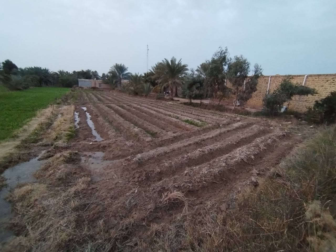 سلام عليكم قطعتين أرض البيع الأولى ١٥ دونم زراعي بيهه بيت ومضيف او بستان واجهيت شارع تبعد عن شط الغراف ٥٠ متر كا مله الخدمات الثانيه تبعد عنهه ٥٠٠ متر واجهيه شارع ١٠ دوانم ونص واجهيه شارع وبيهه شاطيه يعني على الشط كا ملت الخدمات خدمات القطعتين اسالت ماي تبليط مركز صحي مدارس ابتدائية ومتوسطة او عداديه مكانهن ناصريه بين النصر و الرفاعي على شط الغراف الاستفسار *********** ملاحظه تنباع كلمن وحدهه عادي
