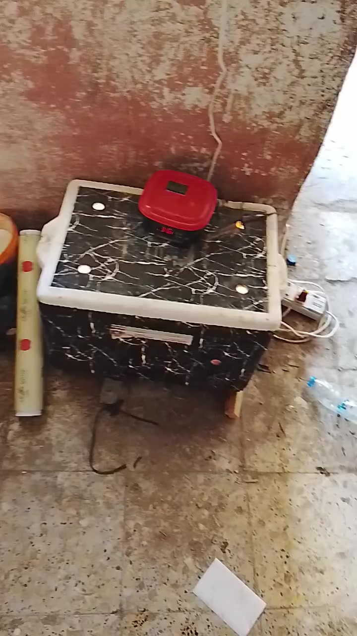 فقاسه للبيع شاهد الله ضمان وكدامك كل البيض صار لي افراخ . وشغلها اوتوماتيك يعني وحدها تفصل ومنضمه وكامله مكاني بالقاسم للاستفسار خاص ومناسبه جدا


**إذا كنت صاحب هذا الإعلان وتريد حذفه لأي سبب، رجاءا أرسل رسالة إلى الدعم الفني**