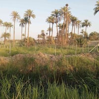 طابو زراعي • ٢ دونم • واجهة ٢٥م