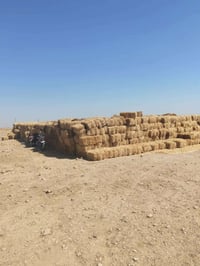 تبن • ٢٦٠٠ • السماوه الخضر