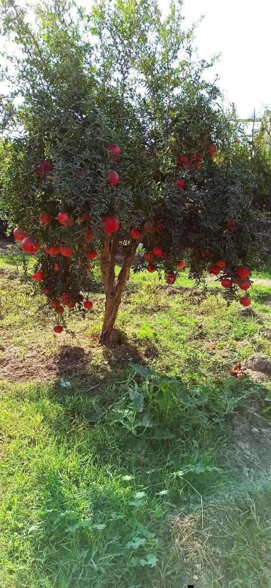 مشتل كرار الزراعي.  الأسعار جمله فقط
رمان وندول فول امريكي صنف ممتاز مجرب 
حاليا يتوفر 1000شتله  بدون اوراق نفضي 
كيس محرك قبل شهر  ارتفاع شتله 70 ع 90س 
سعر 1000دينار
تحياتي الكم احبتي متابعين 
العنوان جزيرة بغداد السياحيه قرب باب اولئ 
واتساب ***********
