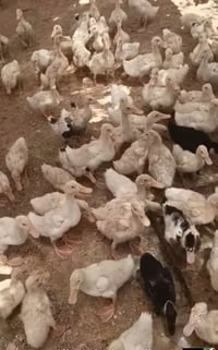 بشات • ١٩٠ وحدة • مشخاب