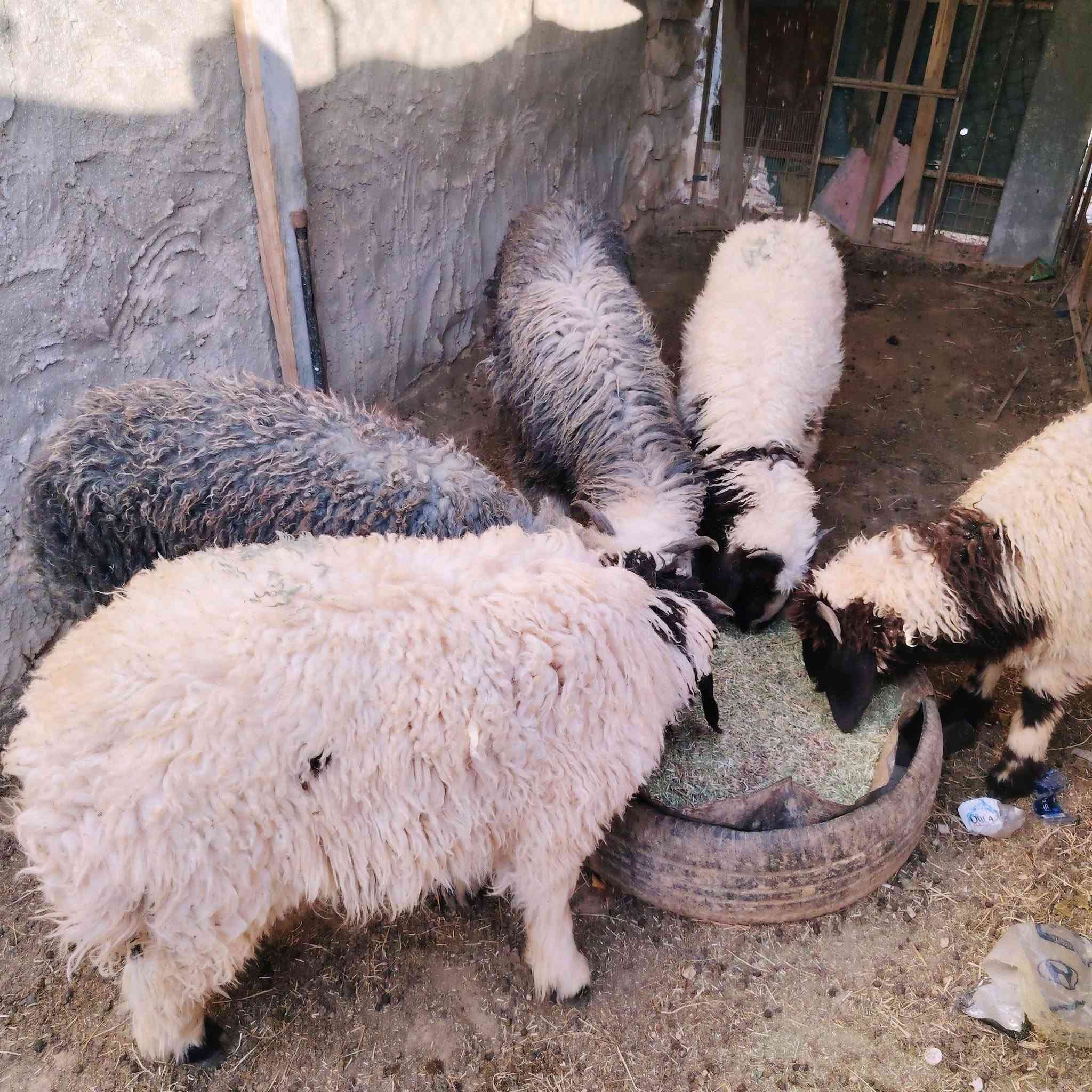 طليان 4مال ربط شكه طويله حلوات شرط النصاح معالفات ماخذات لقاح مال تسمم سعر الزوج 600وبيهن مجال مكاني بروانه حي شرطة  ***********

