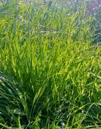 شعير • ٧ دوانم • البخلف الثانيه