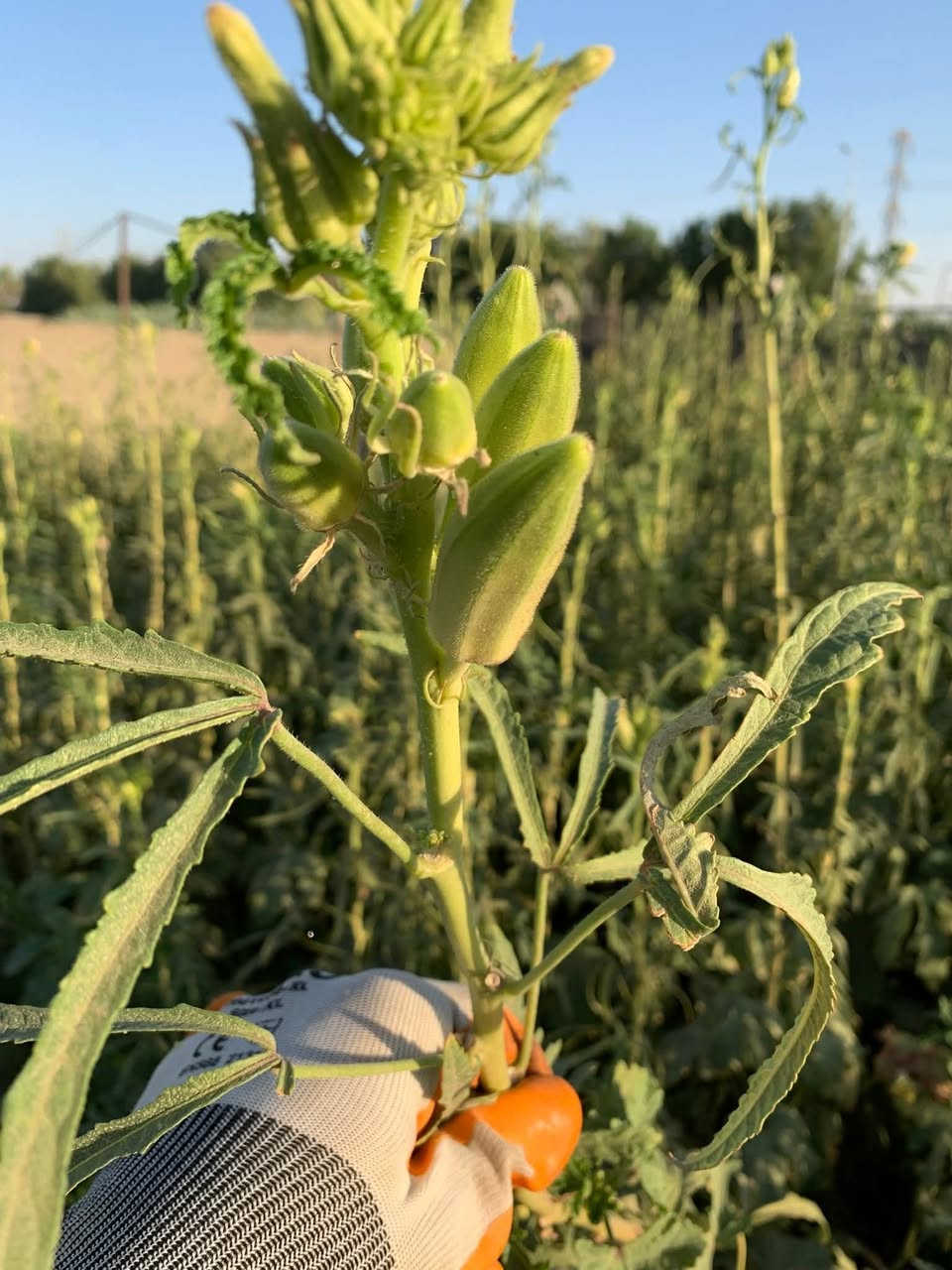 توجد لدينا بذور باميه فرنسيه الاربعينيه الاصليه بنت القوطيه جيل اول لون فاتح للثمر تتحمل درجات الحراره الكافيه للإستفسار ***********
