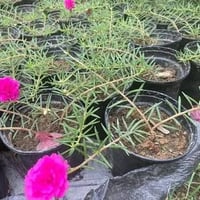 ورد الصباح • توصيل • سندانه بالف