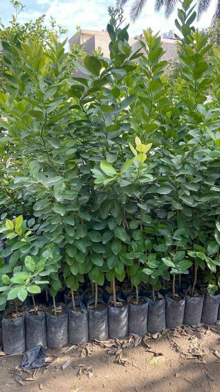 (على بركة الله)  

وصول وجبة جديدة من النومي حامض العراقي الخشن بسعر.  ٣ الاف فقط ارتفاع كبير   مكاني كنعان نهر ابراهيم داخل نهر ابراهيم  متوفر جملة ومفرد
***********
