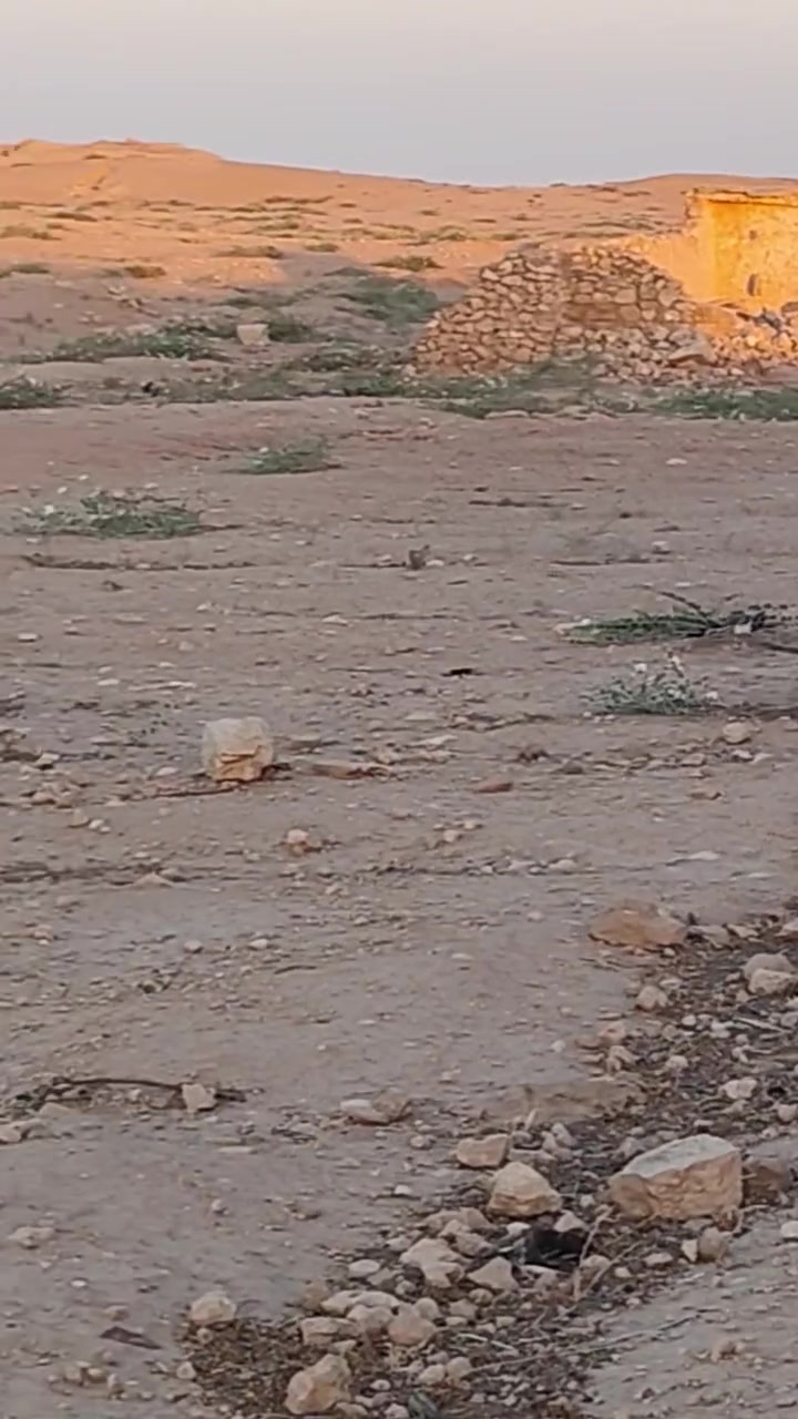 قريبا انشاء الله عسل شفلح كمياء محدوده جدا حجز مسبقاً *********** وتساب
مناحل رسول تركمان  
Rassoul Trkman
