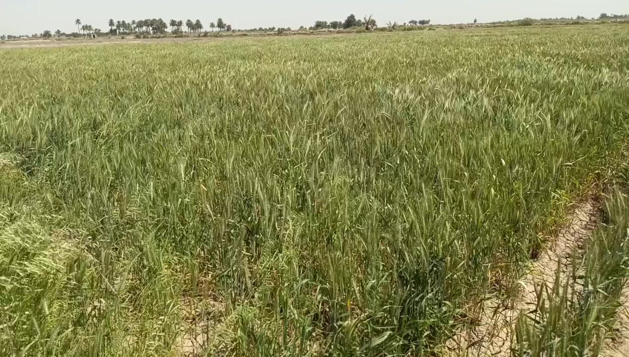 زراعي سند ٢٥ للبيع 
كهرباء ماء اسالة 
المساحه ١٢ دونم ١٠٠ نخله زراعة انواع جيده شتال جديد ونضامي
 سعر جدا مناسب 
  قضاء الدغاره 
نزله عن الشارع العام طريق دغاره شوملي
الإتصال واتساب  ***********
