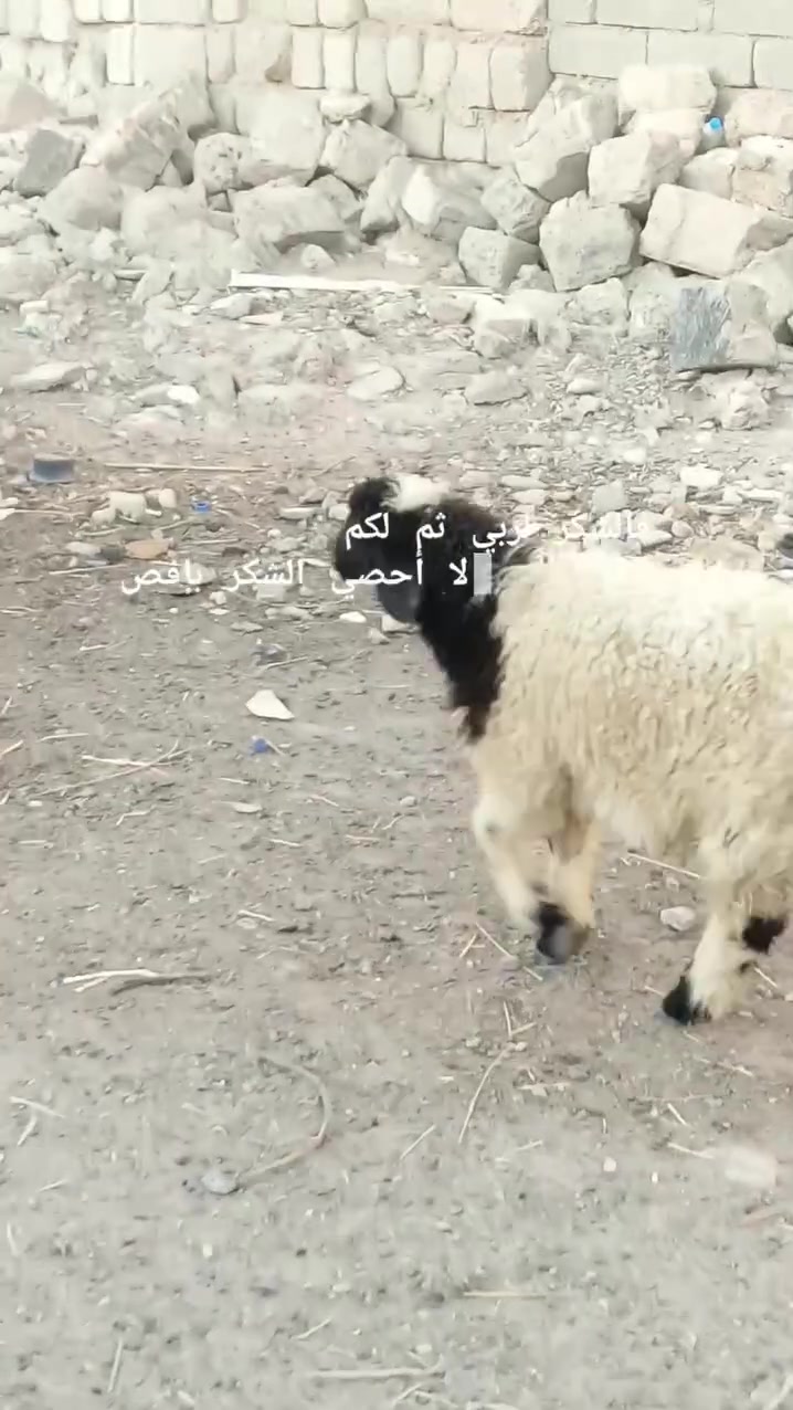 متاح فطيمة للبيع ترهم ربط ونذر
اتصال *********** او مراسلة الصفحة
