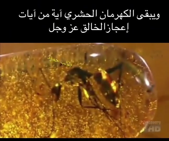 #مزاد_كهرمان_زمان #*********** #مزاد_كهرمان_زمان #مشاهير_تيك_توك #عروض 

